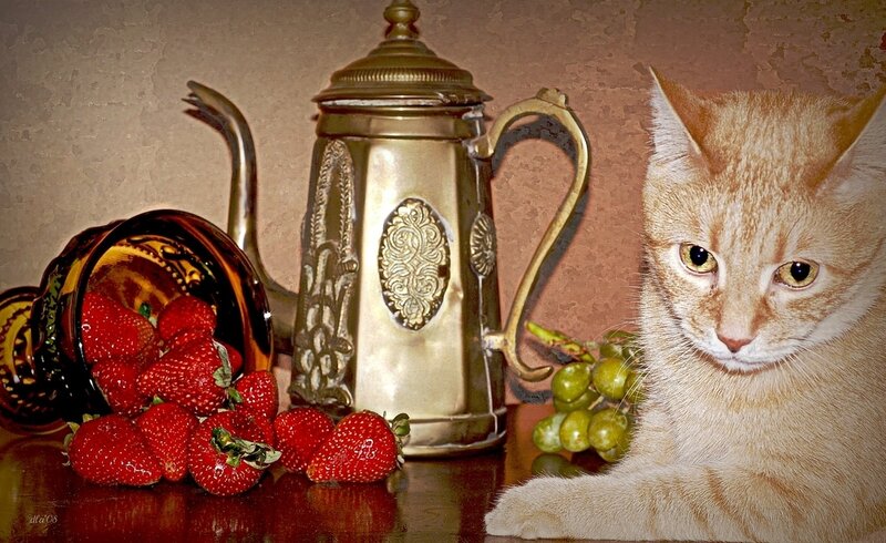 Orange Tabby Cat — Brown, Calm, Photograph