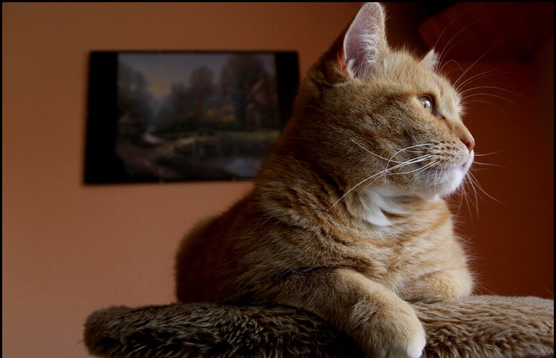 Orange Tabby Cat — Brown, Calm, Photograph, Wall Art