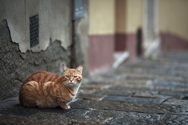 Orange Tabby Cat — Brown, Calm, Photograph, Wall