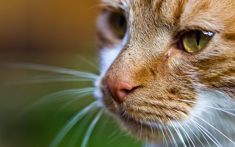 Orange Tabby Cat — Brown, Calm, Photograph, Whiskers, Eyes, Nose