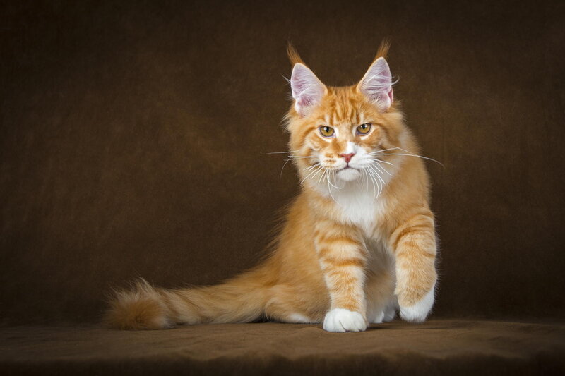 Orange Tabby Cat — Brown, Calm, Photograph, Whiskers