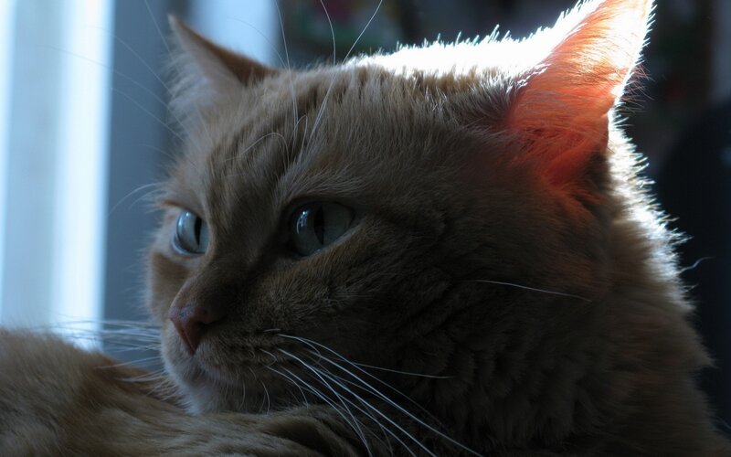 Orange Tabby Cat — Brown, Calm, Photograph, Whiskers, Window