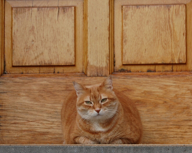 Orange Tabby Cat — Brown, Calm, Photograph, Wooden Door