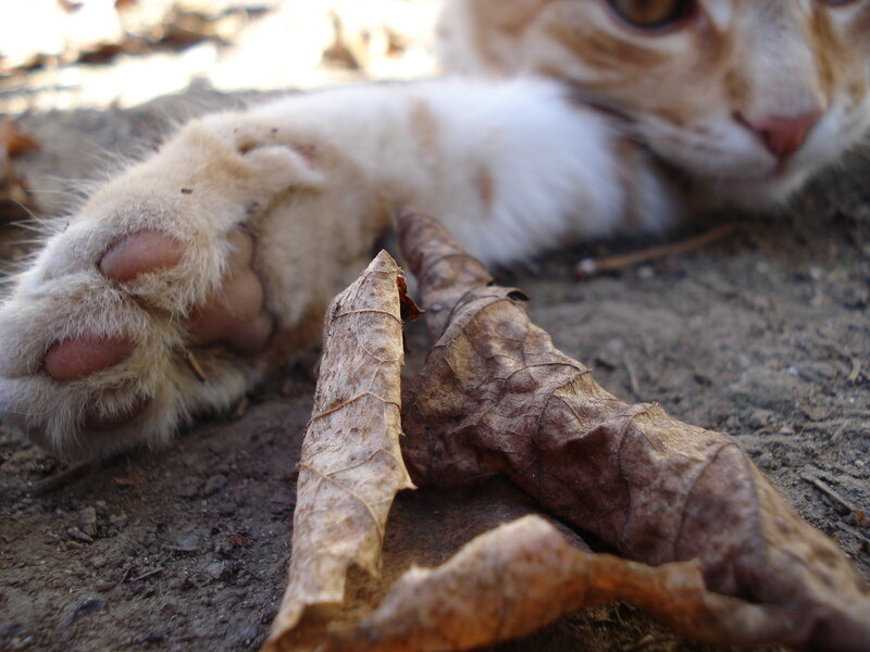 Orange Tabby Cat — Brown, Calm