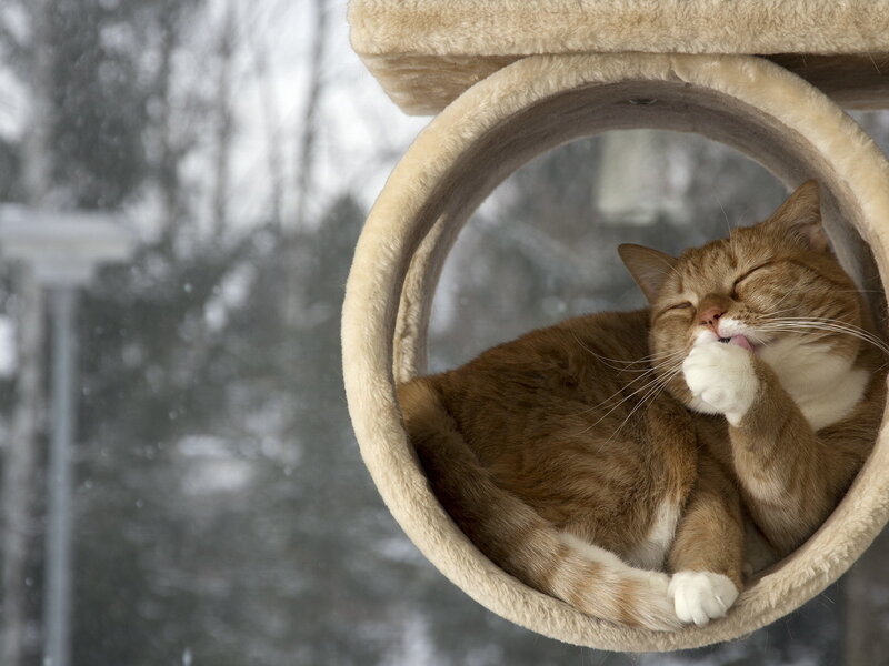 Orange Tabby Cat — Brown, Calm, Winter, Photograph, Cat Tree