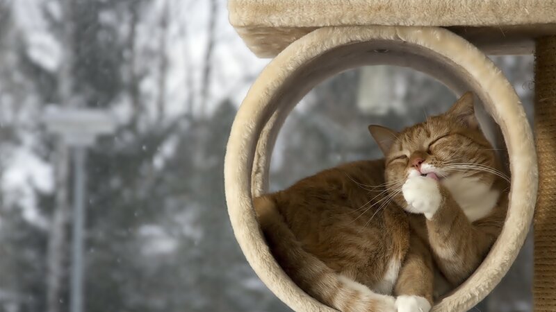 Orange Tabby Cat — Brown, Calm, Winter, Photograph, Cat Tree, Window, Snow