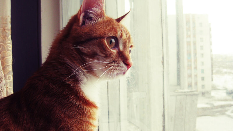 Orange Tabby Cat — Brown, Calm, Winter, Photograph