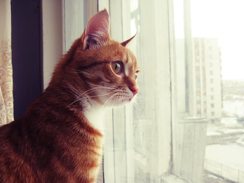 Orange Tabby Cat — Brown, Calm, Winter, Photograph, Window, Building, Curtain, White