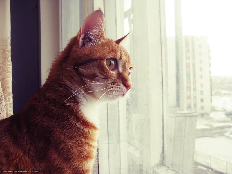 Orange Tabby Cat — Brown, Calm, Winter, Photograph, Window, Building