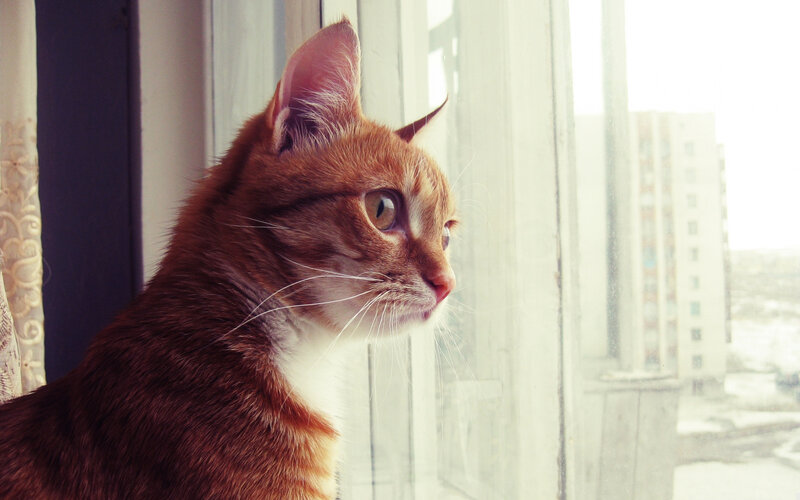 Orange Tabby Cat — Brown, Calm, Winter, Photograph, Window