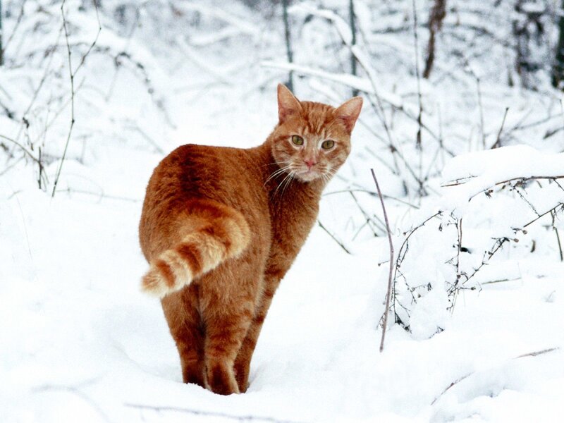 Orange Tabby Cat — Brown, Calm, Winter
