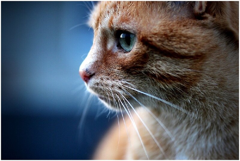 Orange Tabby Cat — Brown, Contemplative