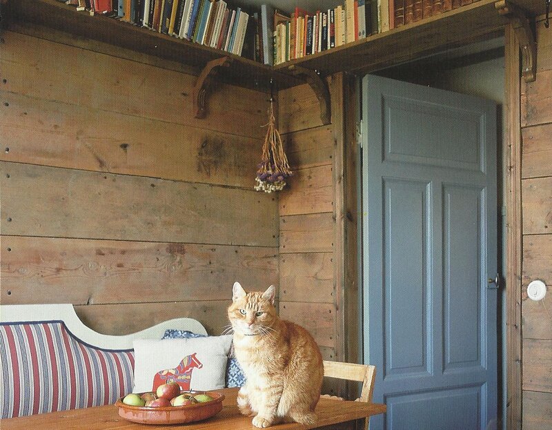 Orange Tabby Cat — Brown, Cozy