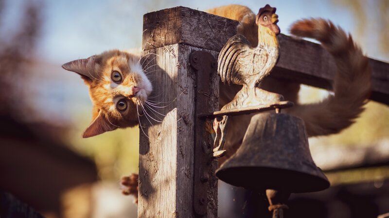 Orange Tabby Cat — Brown, Curious, Afternoon