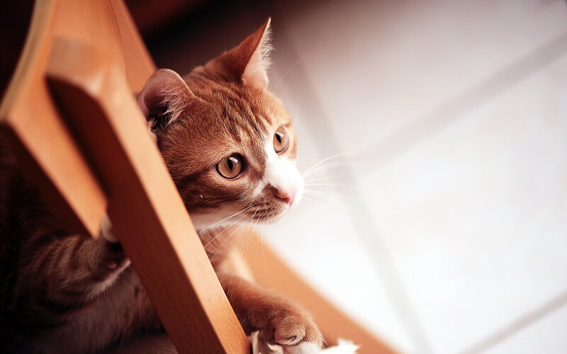 Orange Tabby Cat — Brown, Curious, Photograph, Chair