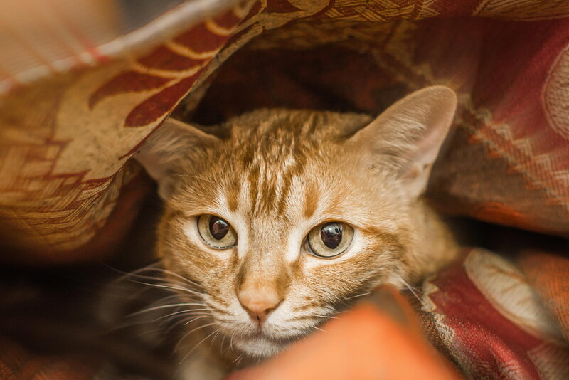 Orange Tabby Cat — Brown, Curious, Photograph, Fabric