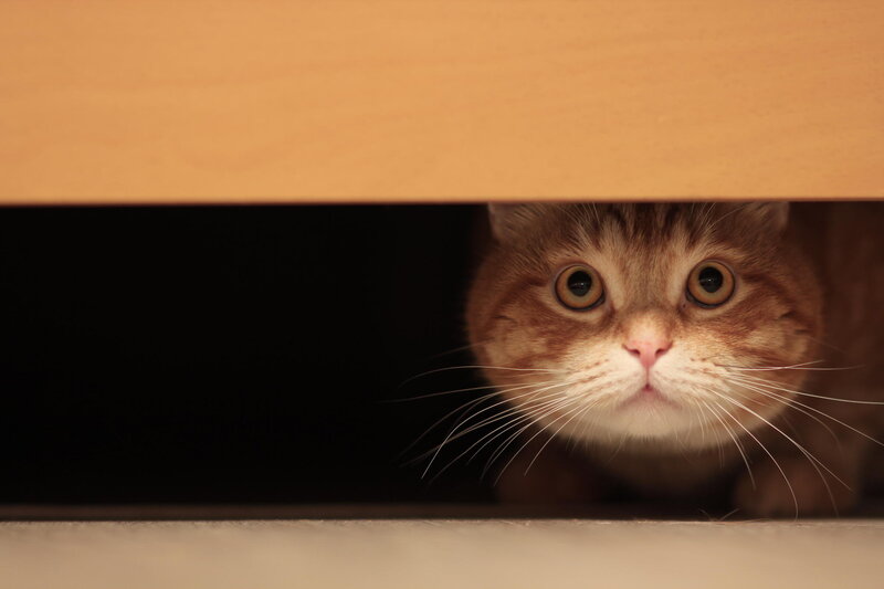 Orange Tabby Cat — Brown, Curious, Photograph, Furniture
