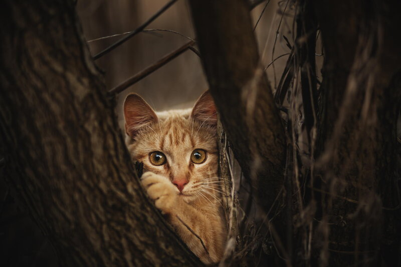Orange Tabby Cat — Brown, Curious, Photograph, Tree