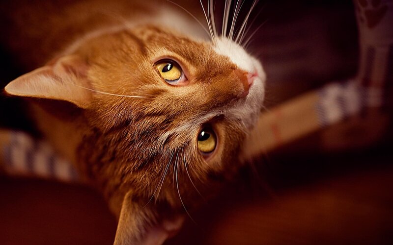 Orange Tabby Cat — Brown, Curious, Photograph, Whiskers