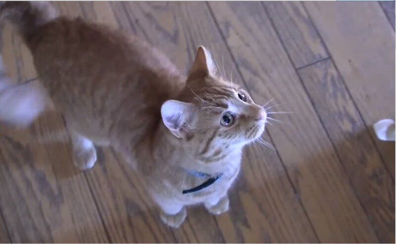 Orange Tabby Cat — Brown, Curious, Photograph, Wood Floor