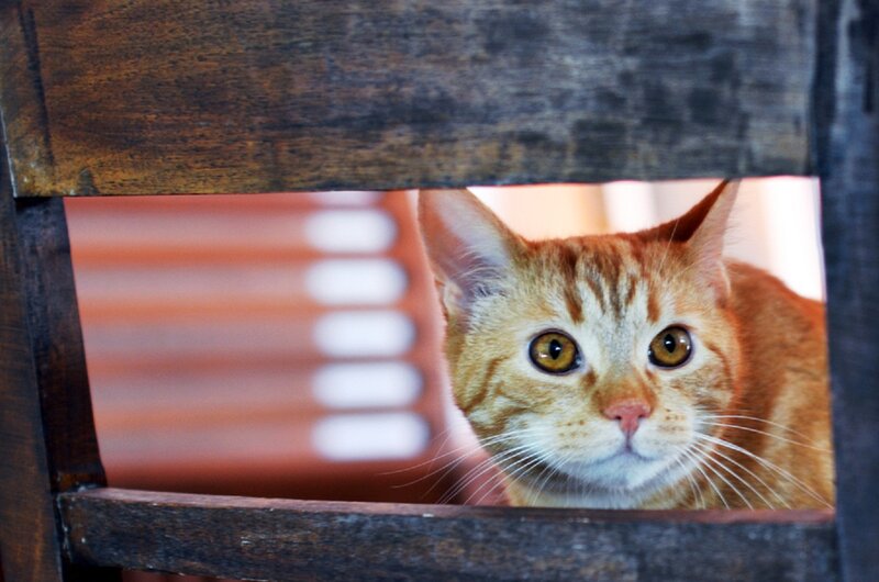 Orange Tabby Cat — Brown, Curious, Photograph, Wooden Chair