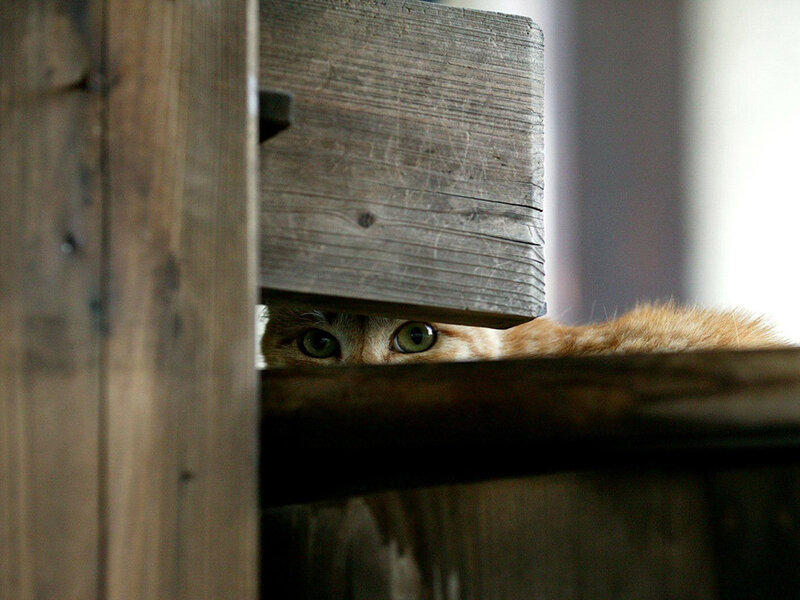 Orange Tabby Cat — Brown, Curious, Photograph, Wooden Structure