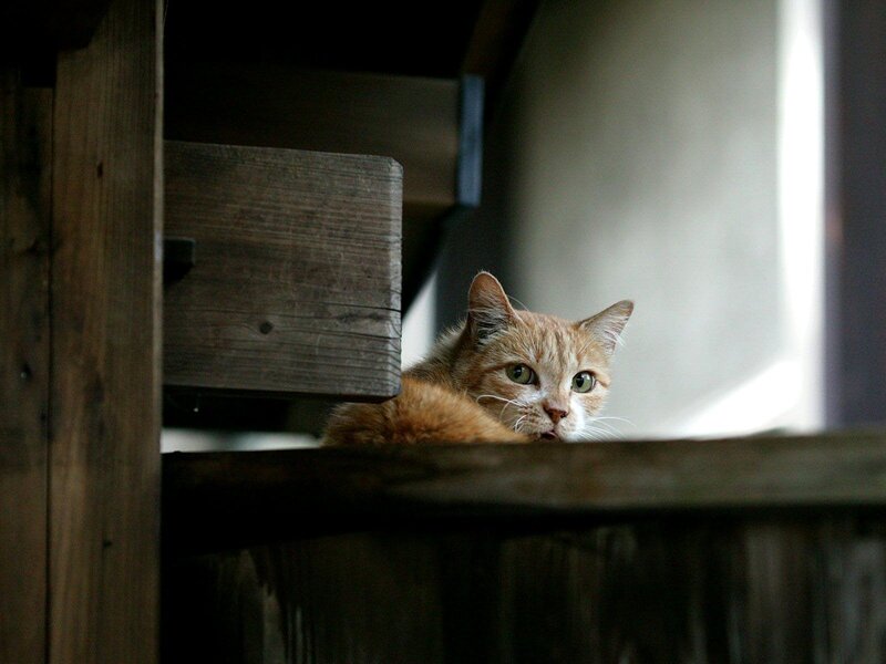 Orange Tabby Cat — Brown, Curious, Photograph, Wooden Structure, Window