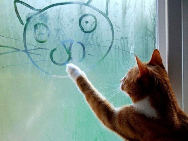 Orange Tabby Cat — Brown, Curious