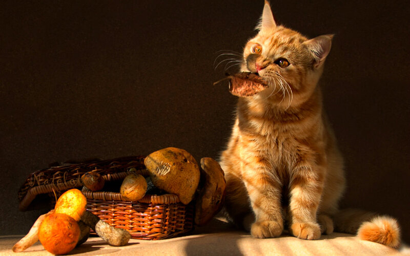 Orange Tabby Cat — Brown, Dramatic, Photograph, Basket