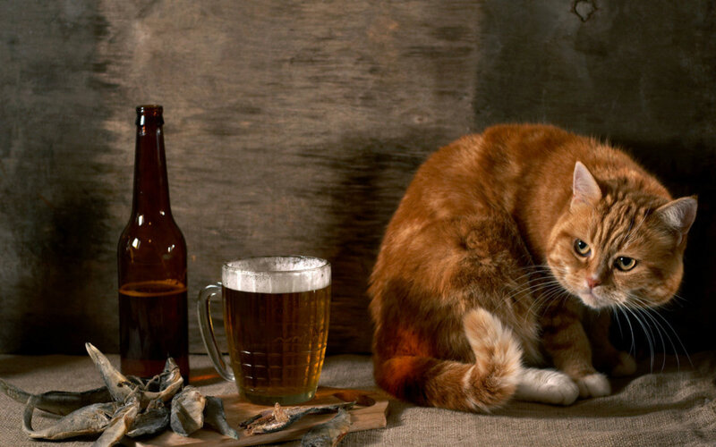 Orange Tabby Cat — Brown, Dramatic, Photograph, Beer Bottle, Mug of Beer