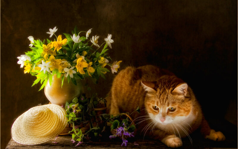 Orange Tabby Cat — Brown, Dramatic, Photograph, Flowers, Straw Hat