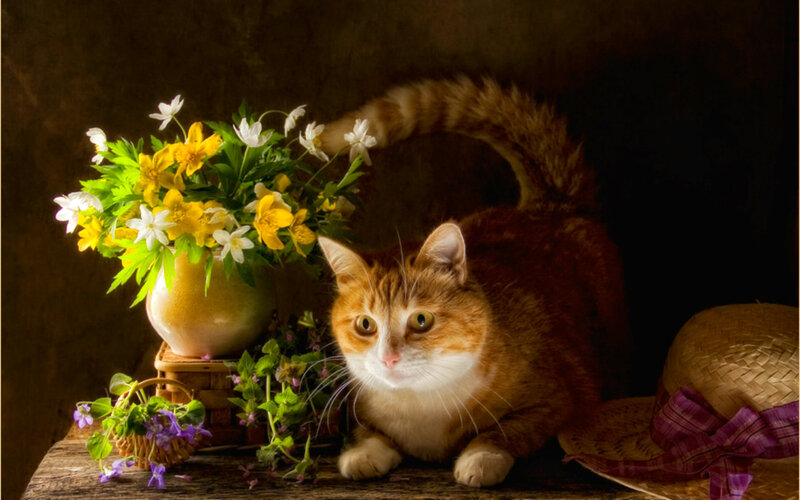 Orange Tabby Cat — Brown, Dramatic, Photograph, Flowers