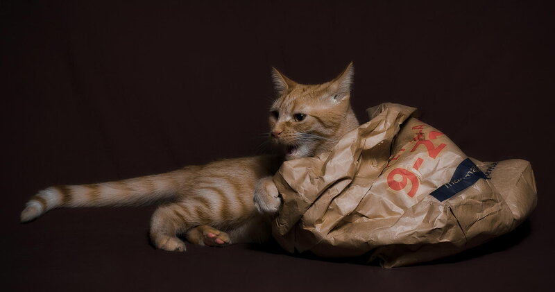 Orange Tabby Cat — Brown, Dramatic, Photograph, Paper Bag