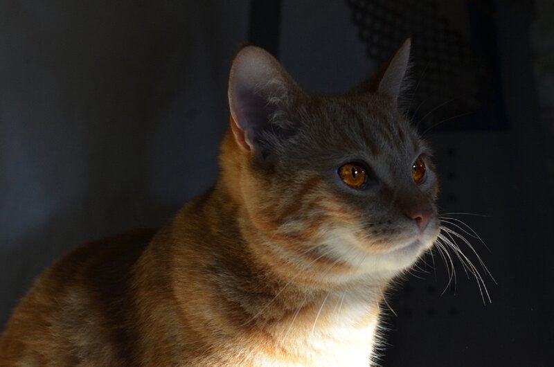 Orange Tabby Cat — Brown, Dramatic, Photograph, Whiskers