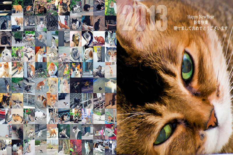 Orange Tabby Cat — Brown, Festive, Photograph
