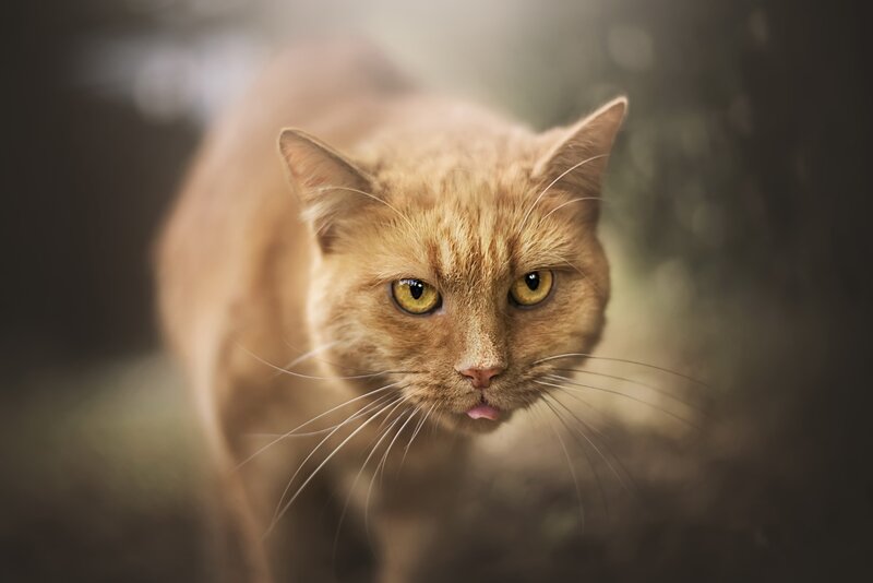 Orange Tabby Cat — Brown, Intense, Photograph