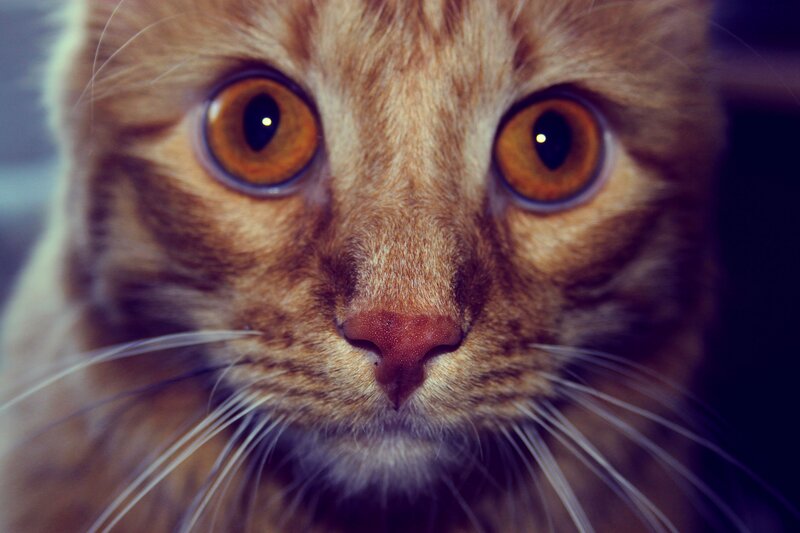 Orange Tabby Cat — Brown, Intense