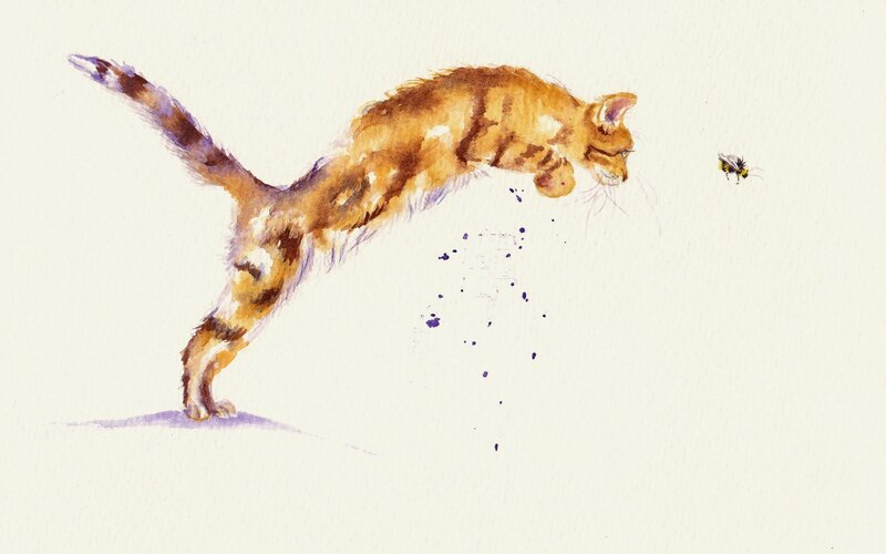 Orange Tabby Cat — Brown, Playful