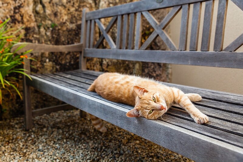Orange Tabby Cat — Brown, Relaxed, Afternoon, Photograph