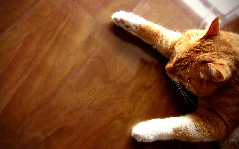 Orange Tabby Cat — Brown, Relaxed, Afternoon