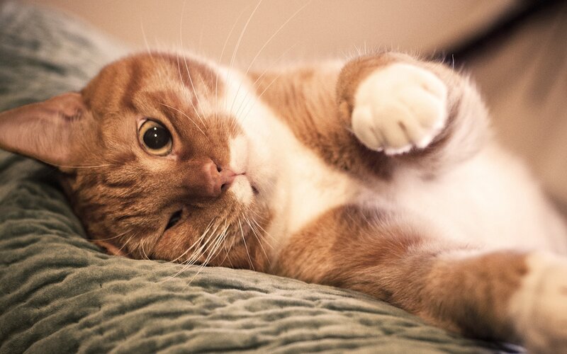 Orange Tabby Cat — Brown, Relaxed, Photograph, Bed, Pillow