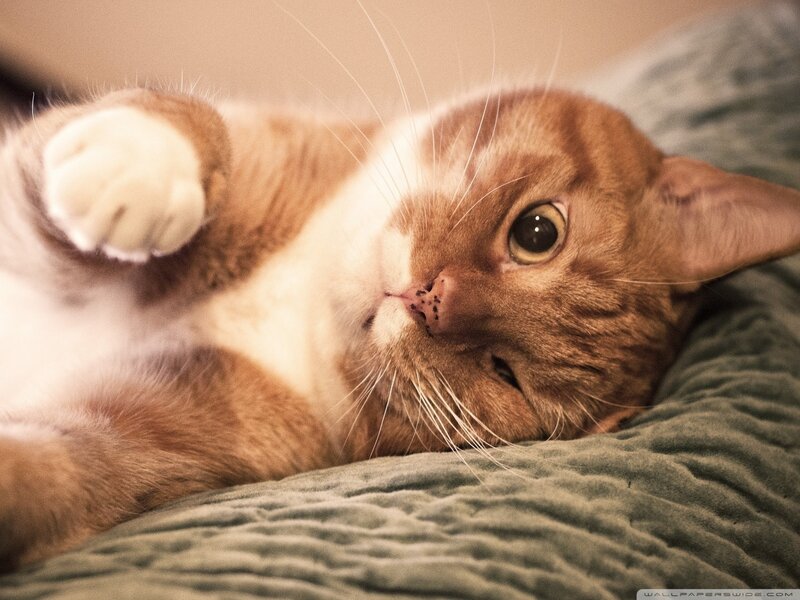 Orange Tabby Cat — Brown, Relaxed, Photograph, Bed, Whiskers