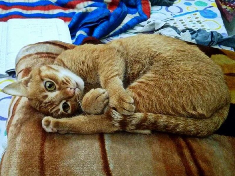Orange Tabby Cat — Brown, Relaxed, Photograph, Book