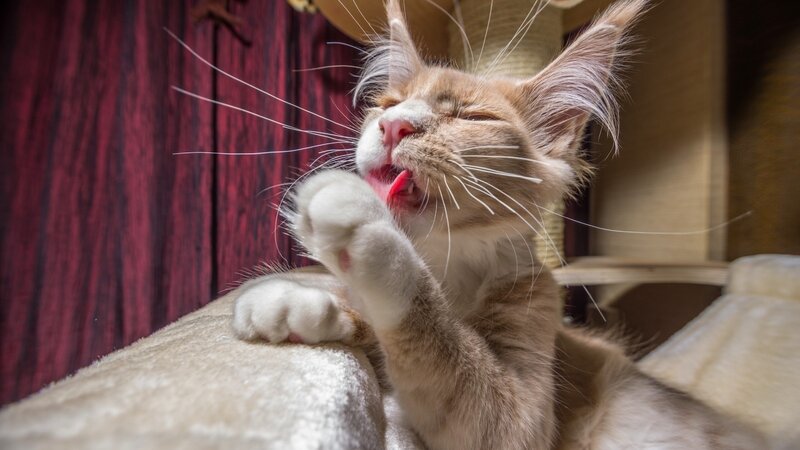 Orange Tabby Cat — Brown, Relaxed, Photograph, Cat Tree