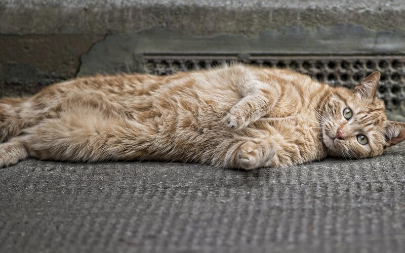 Orange Tabby Cat — Brown, Relaxed, Photograph, Concrete