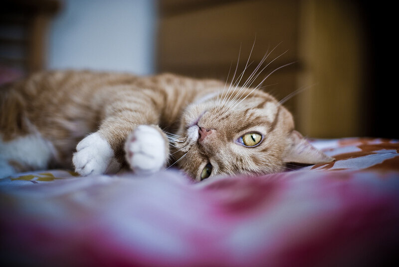 Orange Tabby Cat — Brown, Relaxed, Photograph