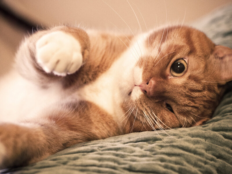 Orange Tabby Cat — Brown, Relaxed