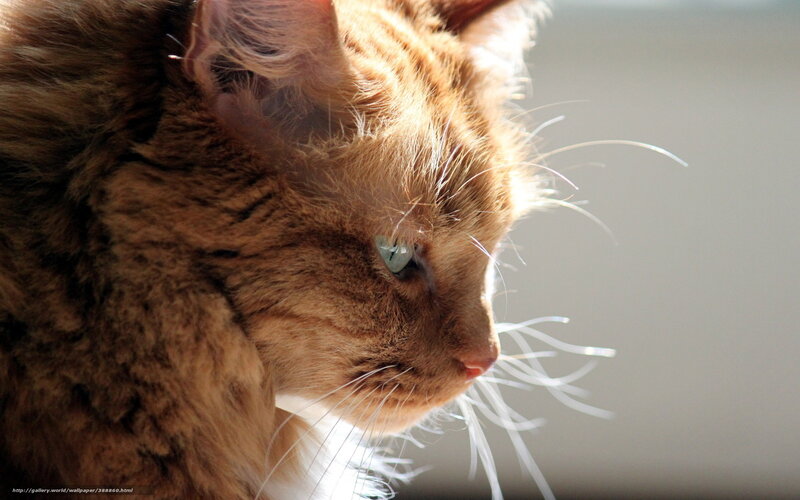 Orange Tabby Cat — Brown, Serene, Afternoon, Photograph