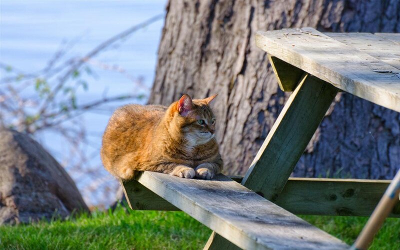 Orange Tabby Cat — Brown, Serene, Afternoon