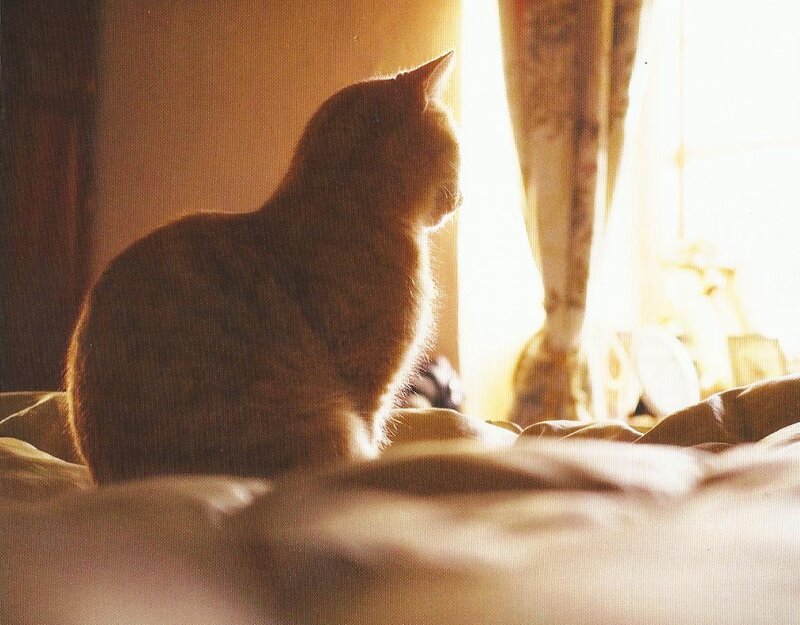 Orange Tabby Cat — Brown, Serene, Morning